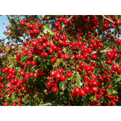 CRATAEGUS Кратаегус (глог)