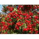 CRATAEGUS Кратаегус (глог)