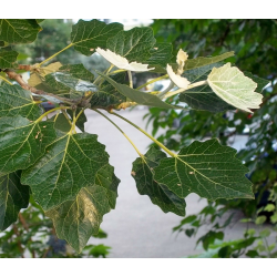 Populus canescens ПОПУЛУС