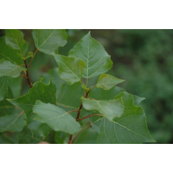 Populus nigra "Italica" ТОПОЛА 