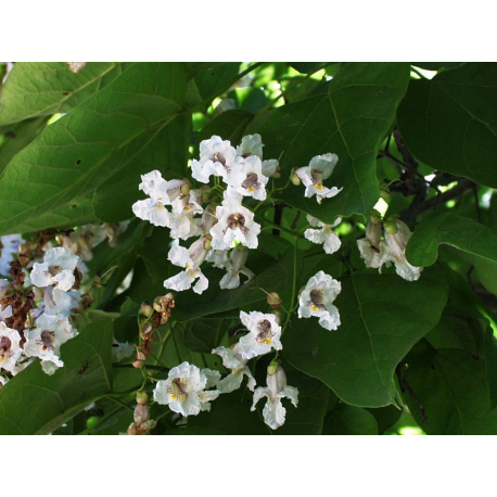 Catalpa КАТАЛПА