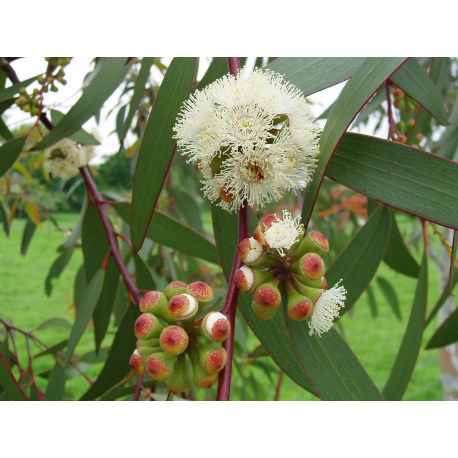 Eucalyptus ЕВКАЛИПТУС (евкалипт)