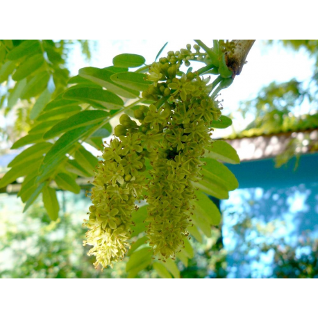 Gleditsia ГЛЕДИЧИЯ