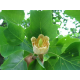 Liriodendron ЛИРИОДЕНДРОН 