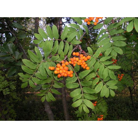 Sorbus СОРБУС (калина,офика)