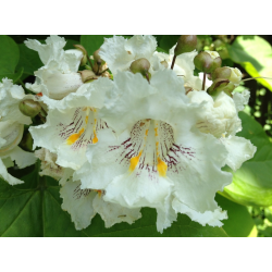 Catalpa КАТАЛПА