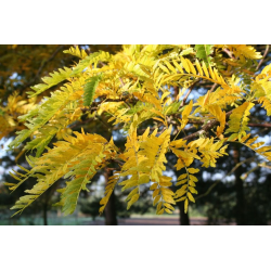 Gleditsia ГЛЕДИЧИЯ 