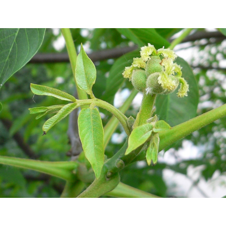 Juglans ЮГЛАС (орех)