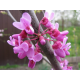 Cercis siliquastrum 6/8 церцис див рожков