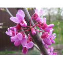  Cercis siliquastrum 6/8 церцис див рожков