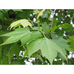 Platanus ПЛАТАНУС (чинар)