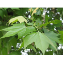 Platanus ПЛАТАНУС (чинар)