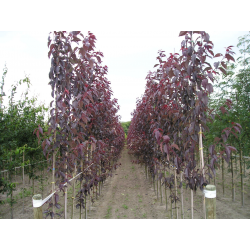 Prunus ПРУНУС 