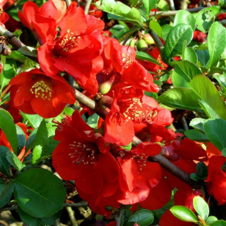 Chaenomeles japonica 'Nicoline' 20/30 японска дюля