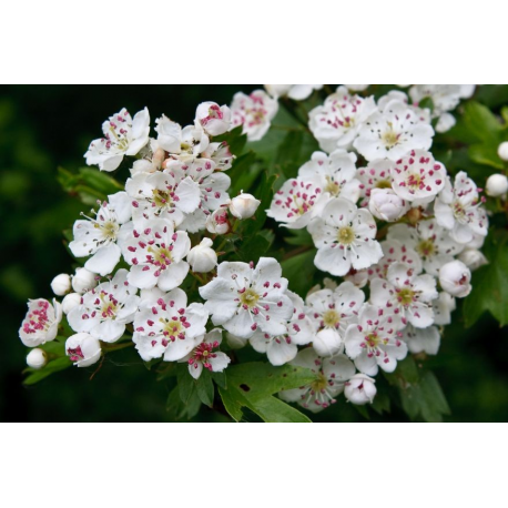 Crataegus КРАТАЕГУС (глог)