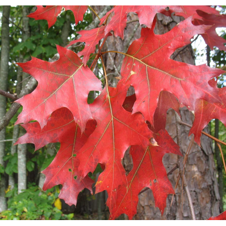 Quercus КВЕРКУС (дъб)