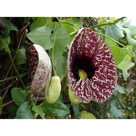 ARISTOLOCHIA Аристолохия