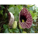 ARISTOLOCHIA Аристолохия