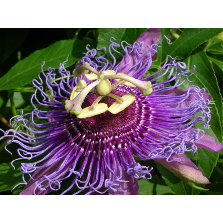 PASSIFLORA Пасифлора