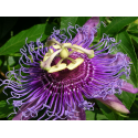 PASSIFLORA Пасифлора