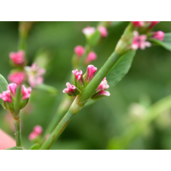 POLYGONUM Полигонум