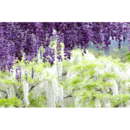 WISTERIA Вистерия