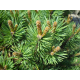 Pinus sylvestris ПИНУС 