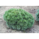 Pinus sylvestris ПИНУС 