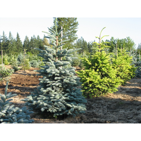 Abies arizonica "Compacta" АБИЕС (бяла ела)