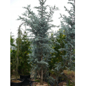 Cedrus atlantica "Glauka" ЦЕДРУС (кедър)