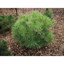 Pinus sylvestris ПИНУС (бор)