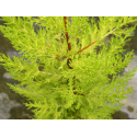 Cupressus macrocarpa "Goldcrest" КУПРЕСУС (кипарис)