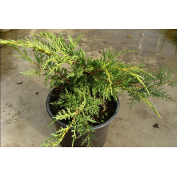 Juniperus media "Pfitzerena Aurea" ЮНИПЕРУС (хвойна)
