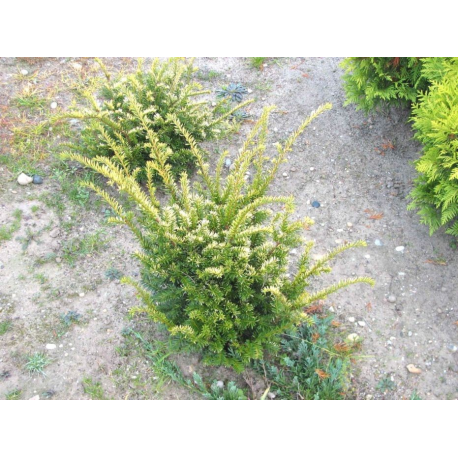 Taxus baccata "Elegantissima" ТАКСУС (тис)