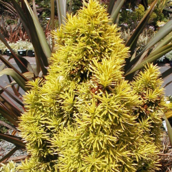 Taxus baccata "Standishii" ТАКСУС (тис)