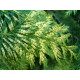 Thuja picata "Zebrina" ТУЯ