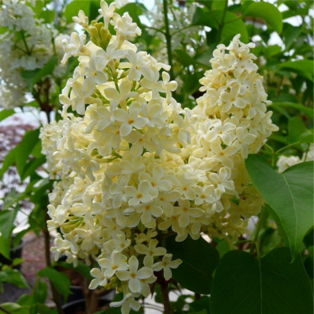 SYRINGA Сиринга (люляк)