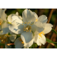 PHILADELPHUS Филаделфус 