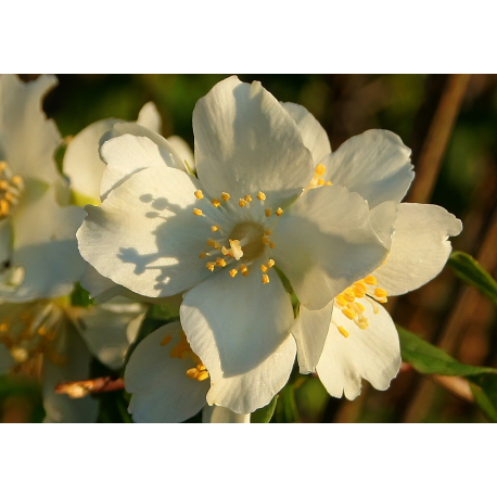 PHILADELPHUS Филаделфус 