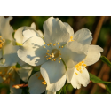 PHILADELPHUS Филаделфус 