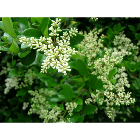 LIGUSTRUM Лигуструм