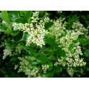 LIGUSTRUM Лигуструм