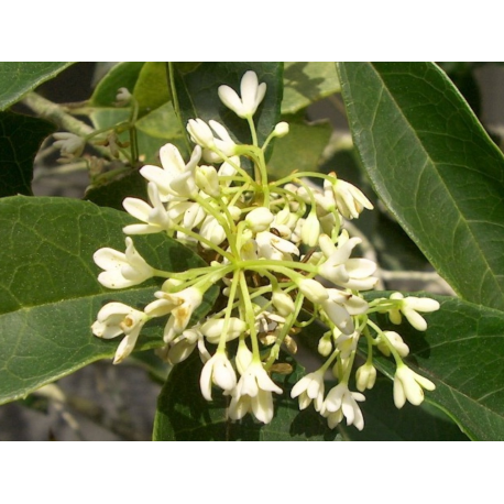 OSMANTHUS Османтус