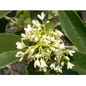 OSMANTHUS Османтус