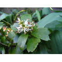 PACHYSANDRA Пахисандра 