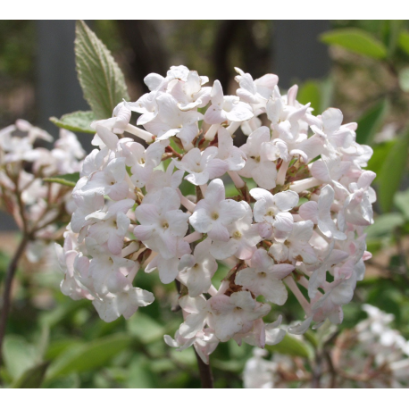 VIBURNUM Вибурнум 