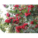 COTONEASTER Котонеастер