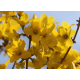 FORSYTHIA Форзиция(златни звънчета)