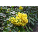 MAHONIA Махония 