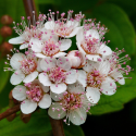 SPIRAEA Спирея